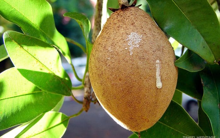 Sapotille de Tahiti Manilkara zapota © Tahiti Heritage