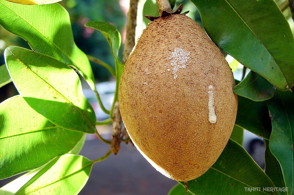 Sapotille de Tahiti Manilkara zapota © Tahiti Heritage