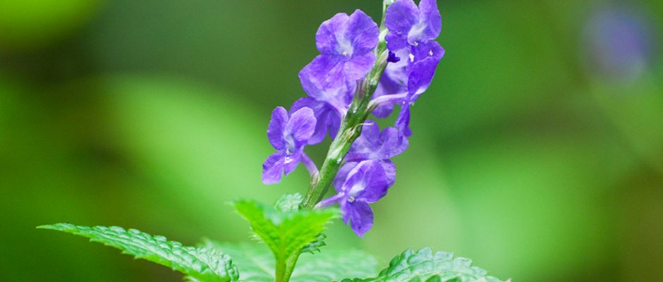 Verveine bleue de Tahiti. Itere. Stachytarpheta jamaicensis © Tahiti Heritage