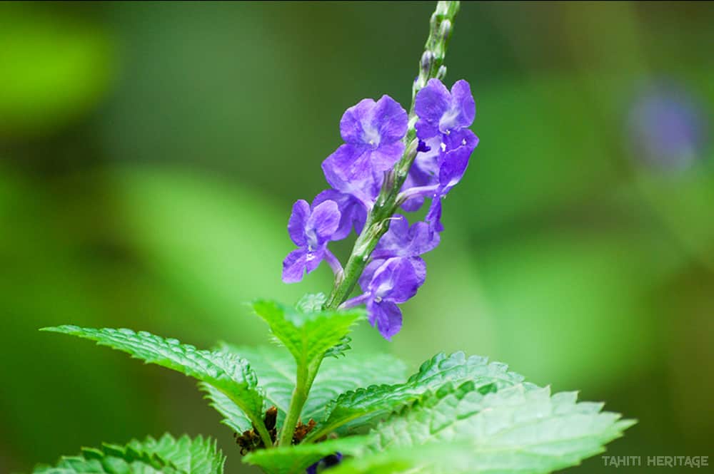 Verveine bleue de Tahiti. Itere. Stachytarpheta jamaicensis © Tahiti Heritage