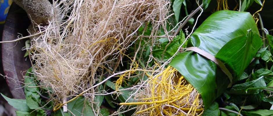 Racines de Vétiver des Marquises © Tahiti Heritage