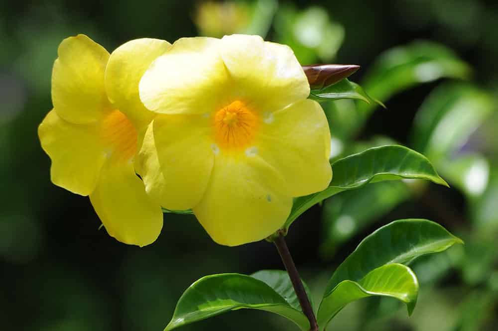 Monette jaune, Allamanda cathartica