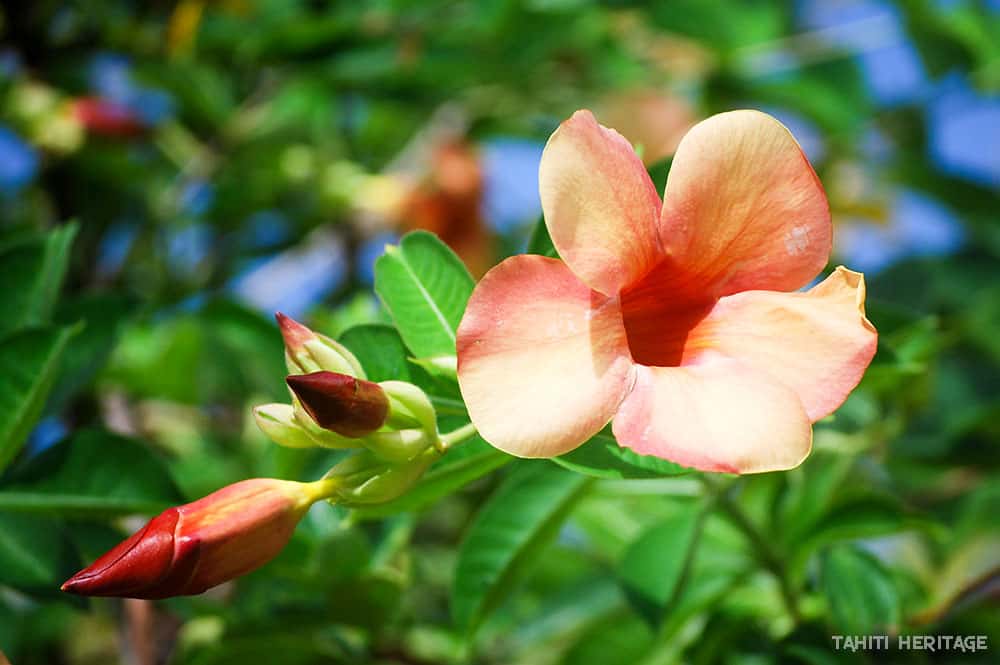 Monette beige de Tahiti, Allamanda blanchetii © Tahiti Heritage