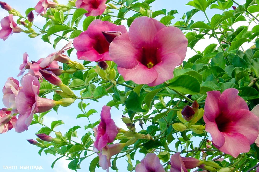 Monettes mauves de Tahiti, Allamanda blanchetii