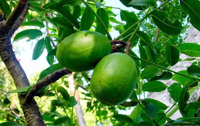 Pomme cythère, Vi tahiti, Spondias dulcis © Tahiti Heritage