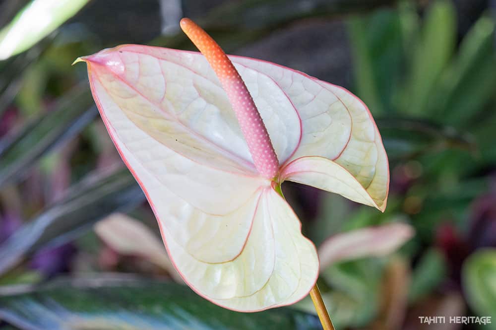 Anthurium blanc © Tahiti Heritage