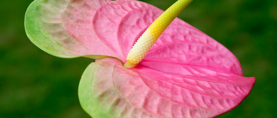 Anthurium vert et rose © Tahiti Heritage