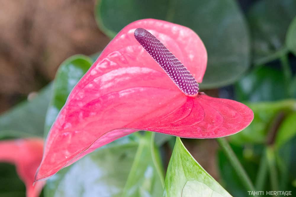 Anthurium rose foncé © Tahiti Heritage