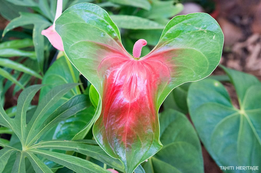 Anthurium vert et rouge © Tahiti Heritage