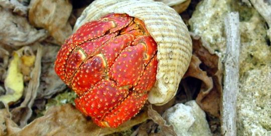 Bernard-Hermite rouge de Tikehau