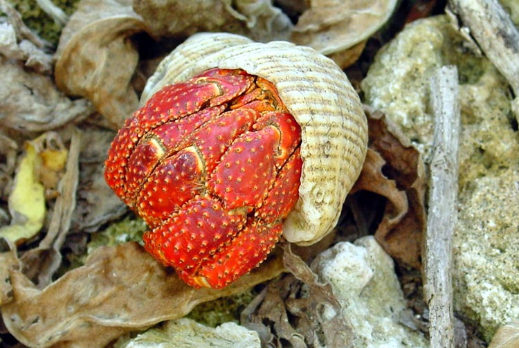 Bernard-Hermite rouge de Tikehau