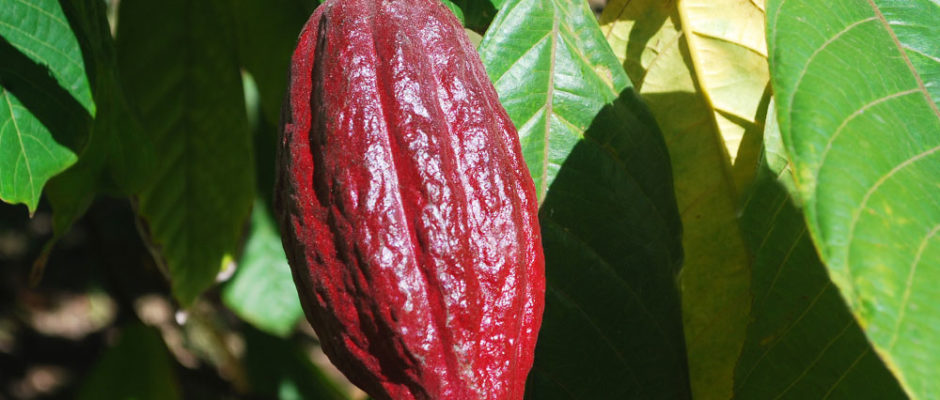 Cacaoyer de Tahiti, l'arbre à chocolat © TAHITI HERITAGE
