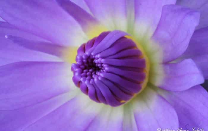 Coeur de nénuphar. Chistian Chene Photography