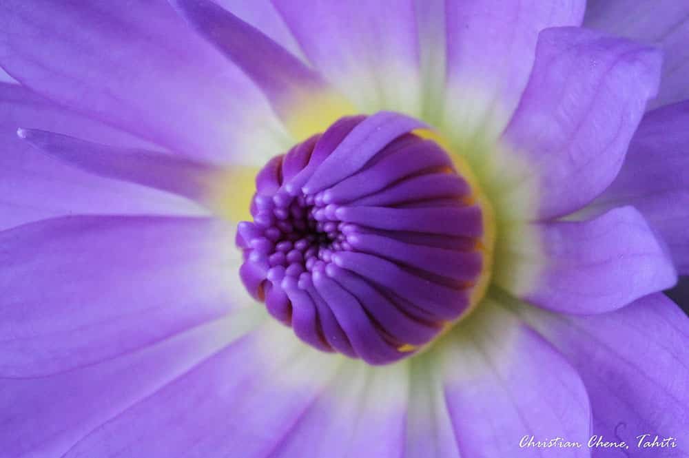 Coeur de nénuphar. Chistian Chene Photography