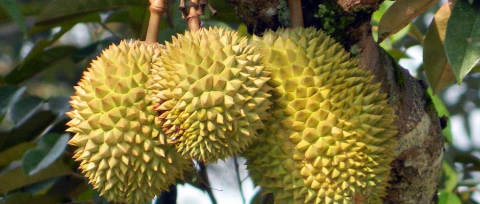Durian de Tahiti, Durio zibethinus