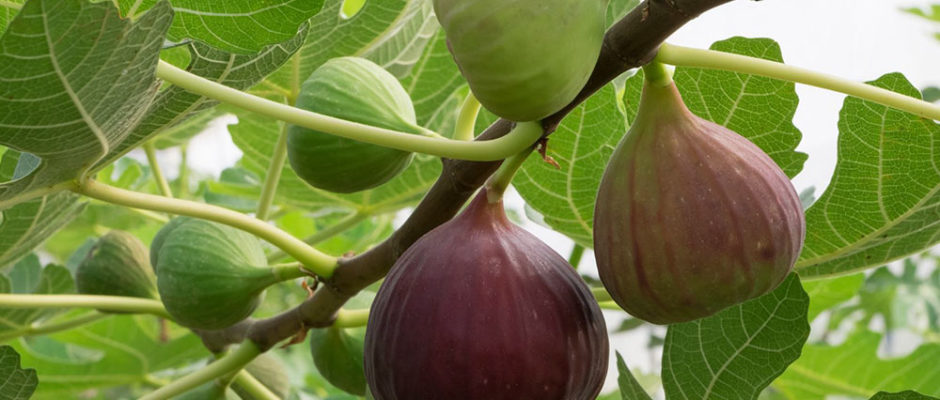 Figues - Figuier - Ficus Carica