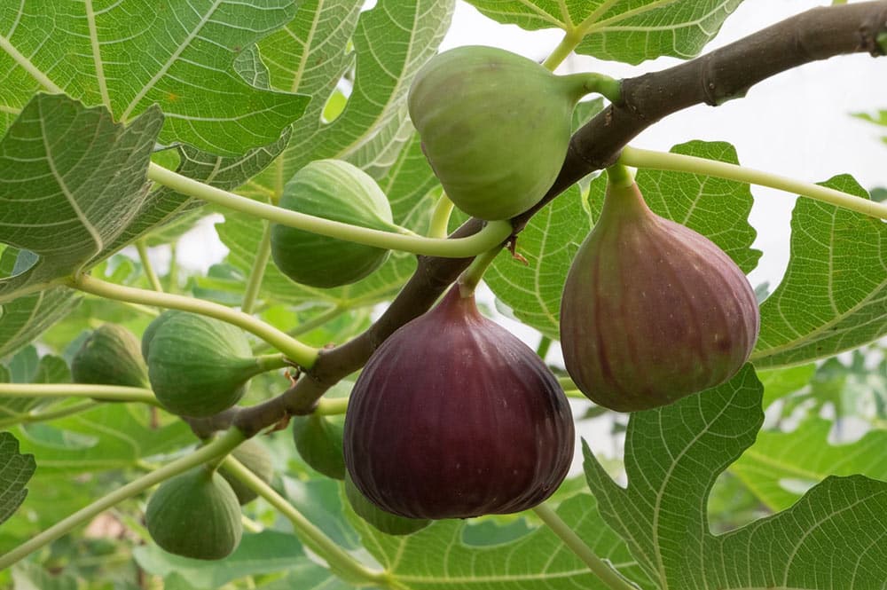 Figues - Figuier - Ficus Carica