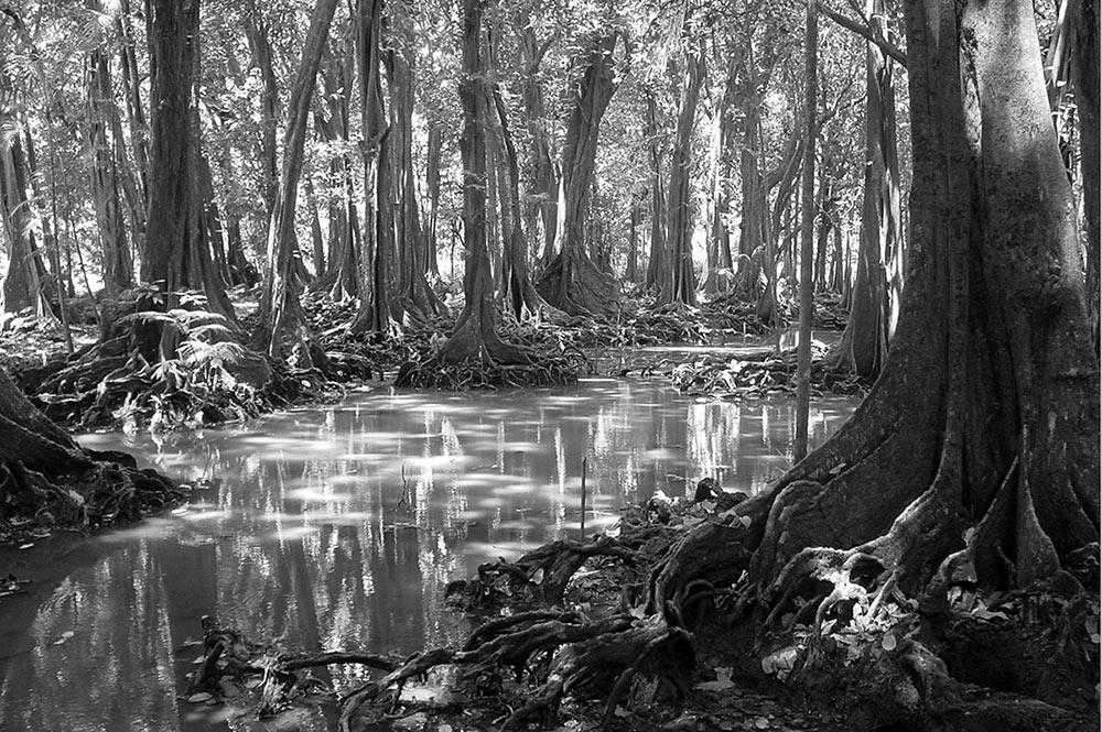 Foret de Mape, châtaigniers tahitiens