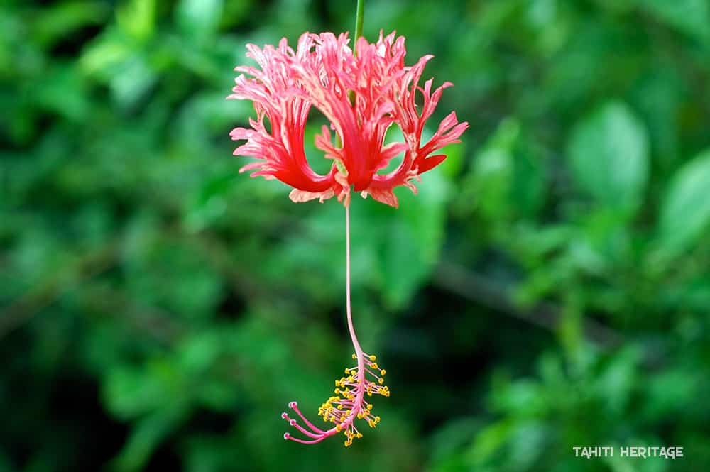 Hibiscus corail, Hibiscus schizopetalus