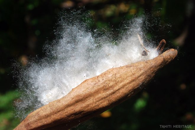 Kapok de Tahiti, Ceiba pentandra. © Tahiti Heritage