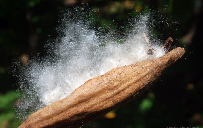 Kapok de Tahiti, Ceiba pentandra. © Tahiti Heritage