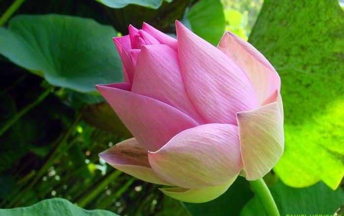 Lotus rose de Tahiti, Nelumbo nucifera. © Tahiti Heritage / Olivier Babin