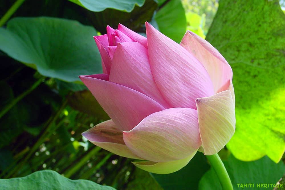 Lotus rose de Tahiti, Nelumbo nucifera. © Tahiti Heritage / Olivier Babin
