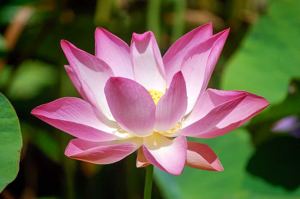 Coeur de lotus, Nelumbo nucifera © Tahiti Heritage / Olivier Babin