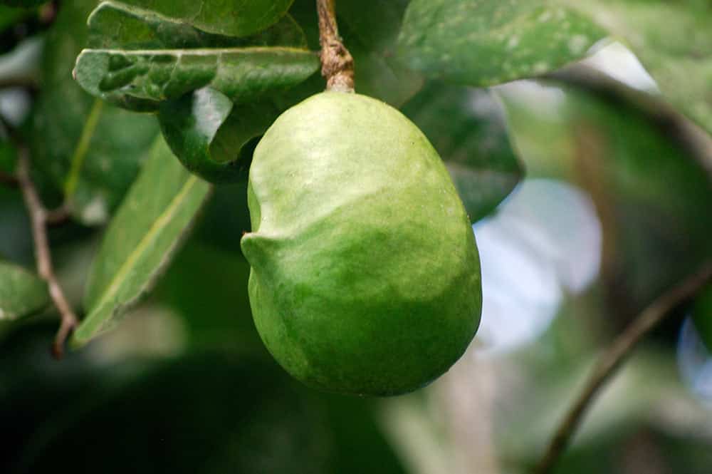 Mape, fruit du Châtaignier tahitien