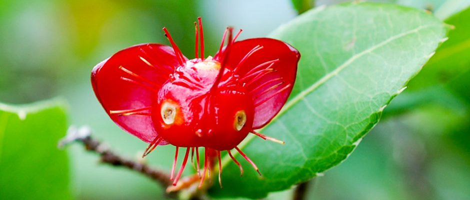 Mickey mouse plant - Ochne © Tahiti Heritage