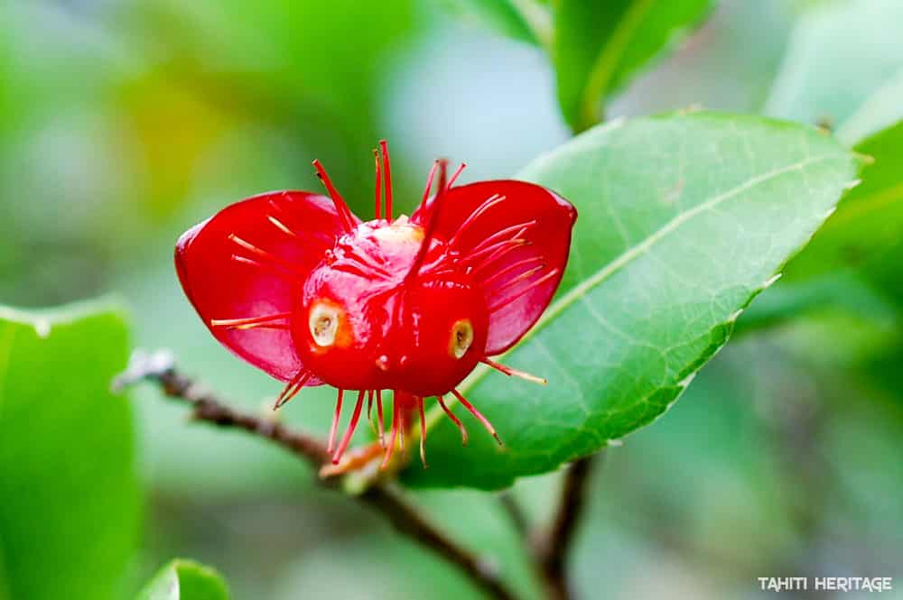 Mickey mouse plant - Ochne © Tahiti Heritage