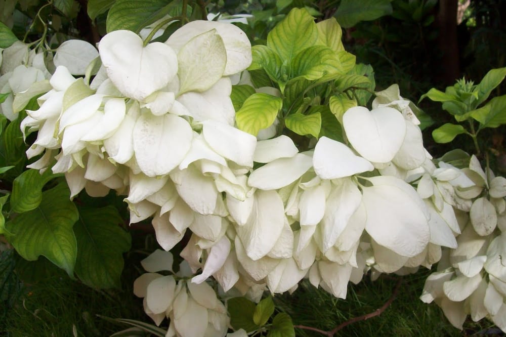 Mussaenda blanc