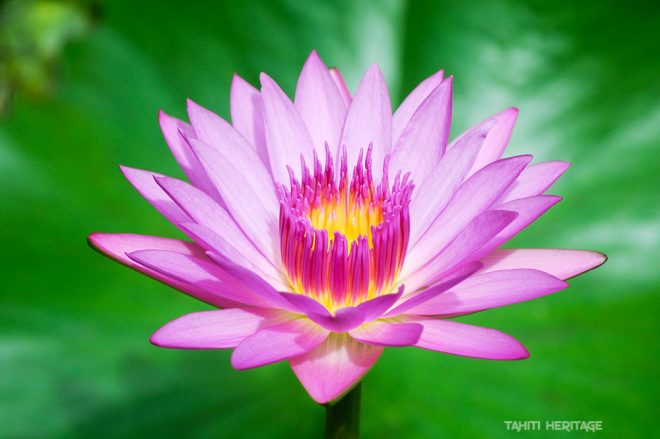 Nénuphar de Tahiti, Nymphea © Tahiti Heritage / Olivier Babin