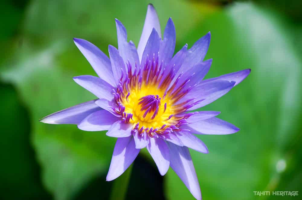 Nénuphar mauve, nynphea © Tahiti Heritage