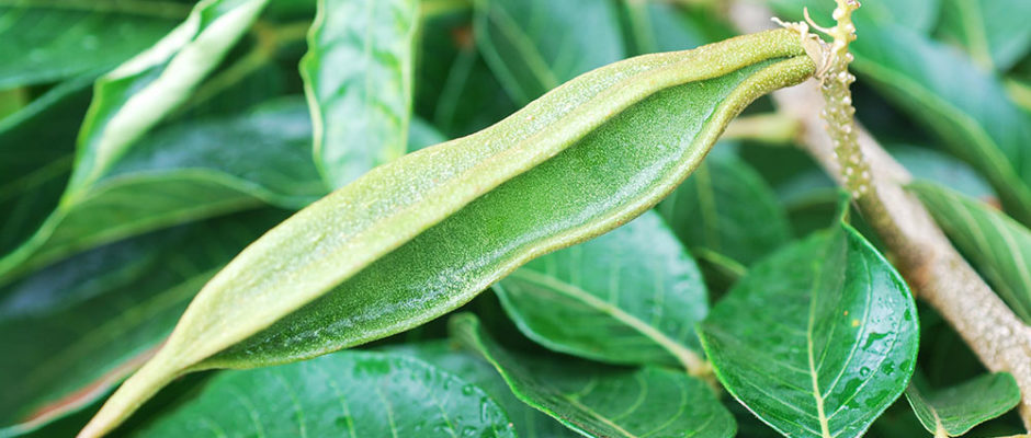 pacaye, ou pois doux - Inga feuilleei