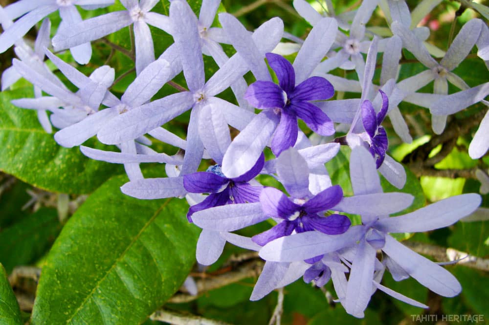 Petrea volubilis, Pétrée, Liane papier de verre © Tahiti Heritage