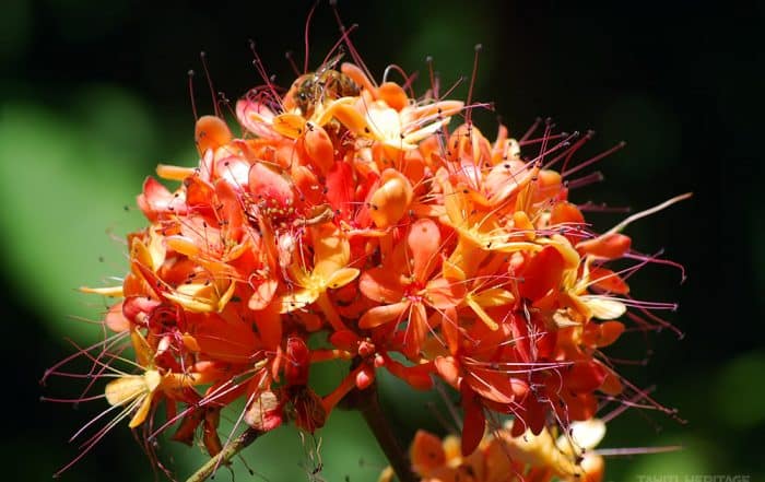 Brownea grandiceps orangé. © Tahiti Heritage / Olivier Babin