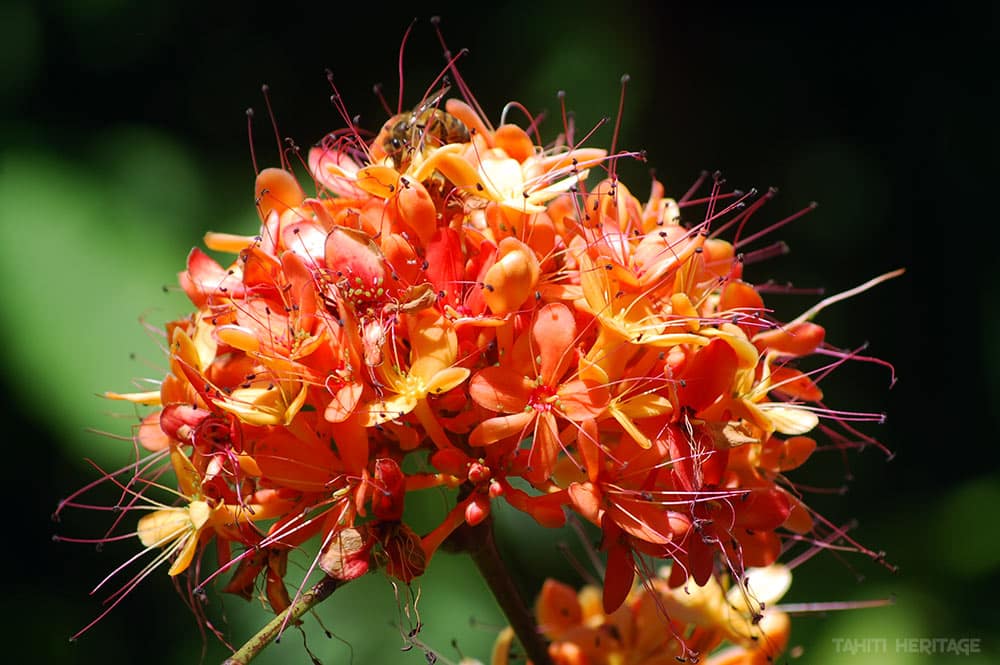 Brownea grandiceps orangé. © Tahiti Heritage / Olivier Babin