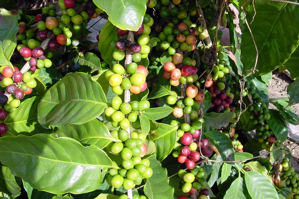 Café de tahiti © Tahiti Heritage