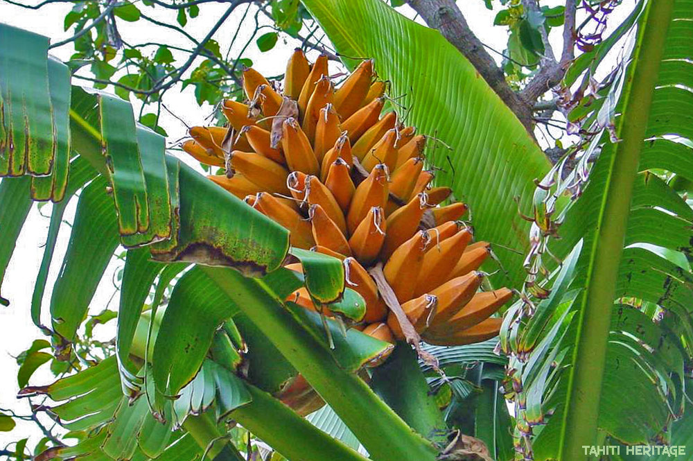 Fei de Tahiti - Banane plantain de montagne, Musa troglodytarum © Tahiti Heritage
