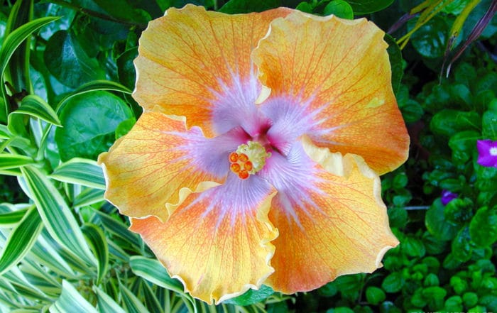 Hibiscus rosa sinensis, jaune et rose de Tahiti. © Tahiti Heritage