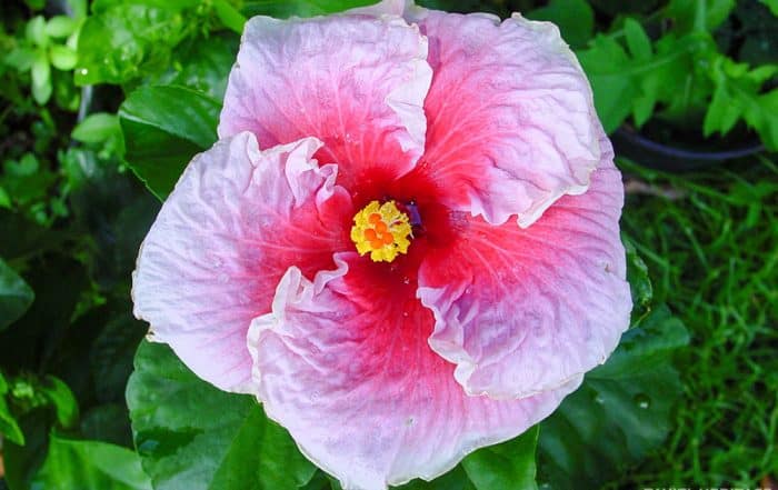 Hibiscus rosa sinensis, mauve et rose de Tahiti. © Tahiti Heritage