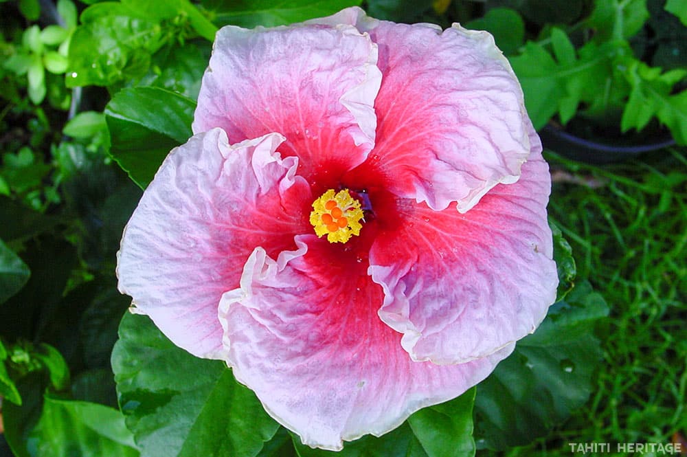 Hibiscus rosa sinensis, mauve et rose de Tahiti. © Tahiti Heritage