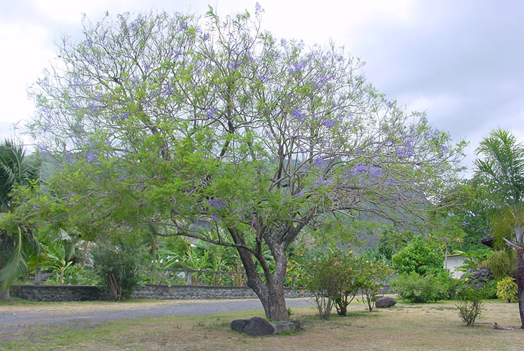 Jaracanda de l'église Saint François-Xavier en 2003 © Tahiti Heritage