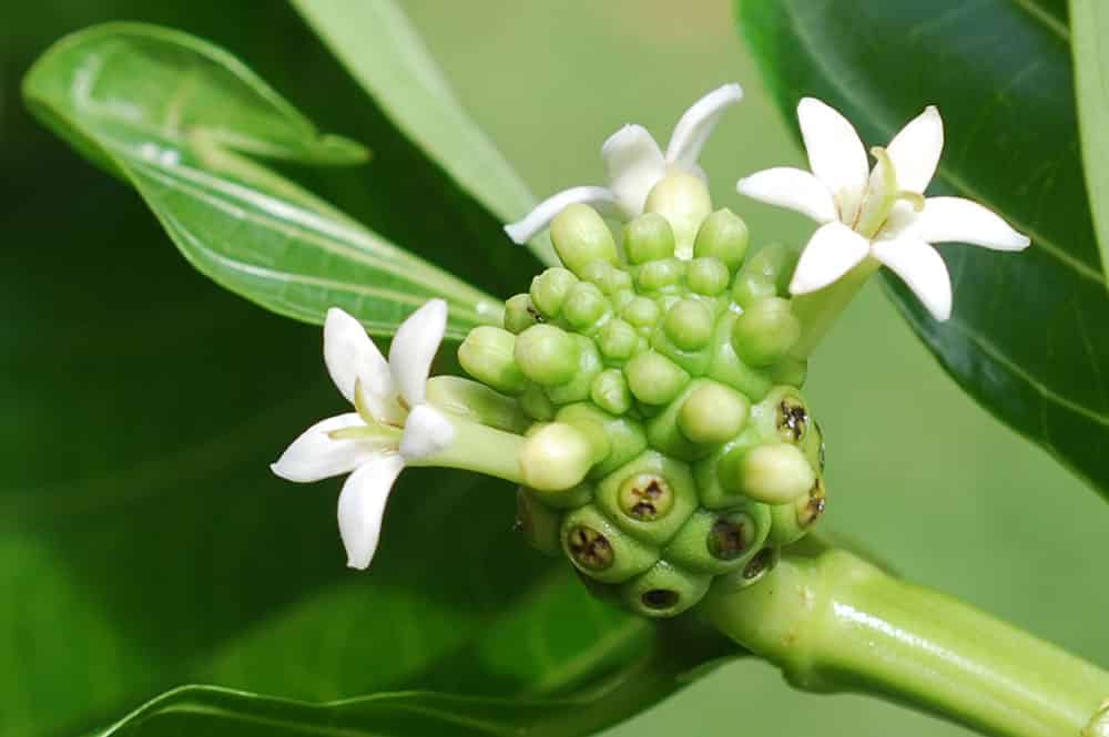 Fleurs de nono de Tahiti, Morinda citrifolia. © Tahiti Heritage