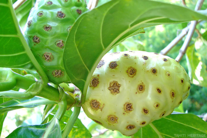 Nono, Noni de Tahiti, Morinda citrifolia © Tahiti Heritage