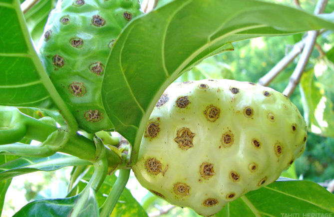 Nono, Noni de Tahiti, Morinda citrifolia © Tahiti Heritage