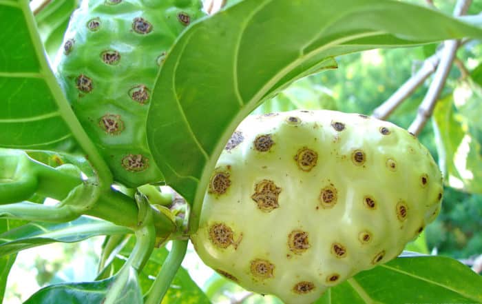 Nono, Noni de Tahiti, Morinda citrifolia © Tahiti Heritage