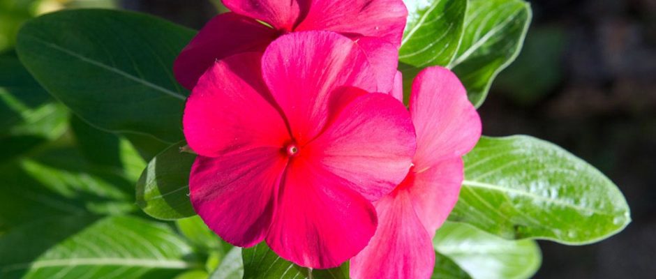 Pervenche rose de Tahiti. Cataranthus roseus © Tahiti Heritage