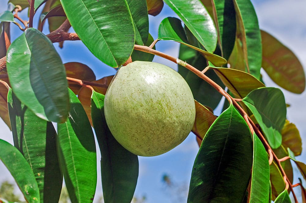 Pomme étoile de Tahiti, Chrysophyllum cainito © Tahiti Heritage